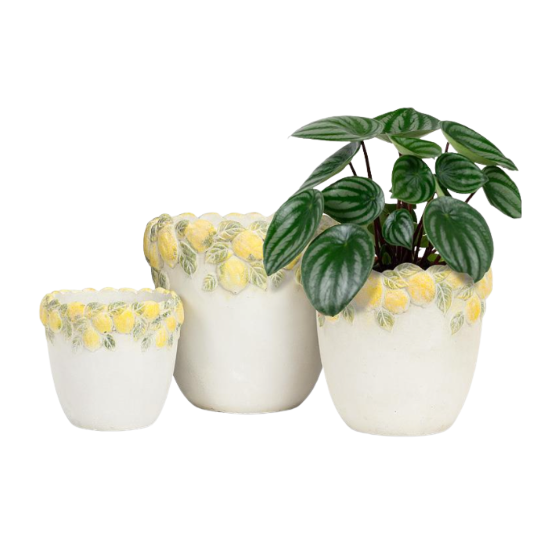 Lemon Edge Planter-Large– Landen Furniture & Decor